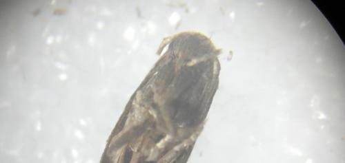 Elachista sp.